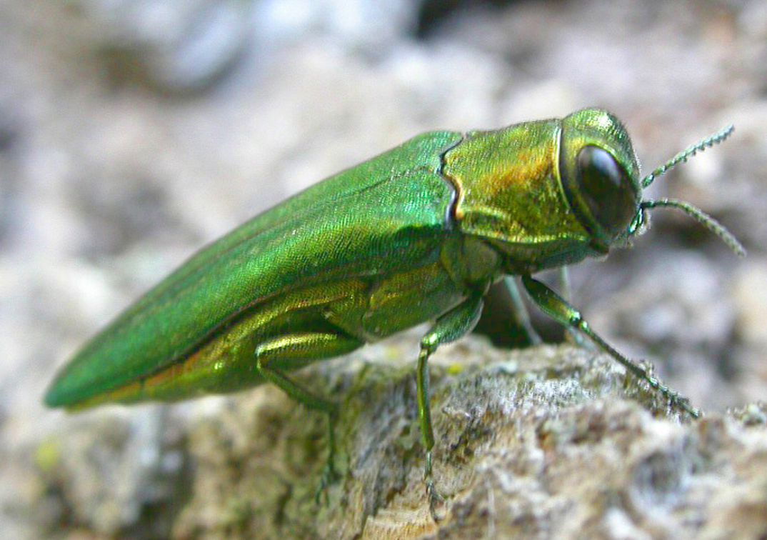 Emerald Ash borer beetle